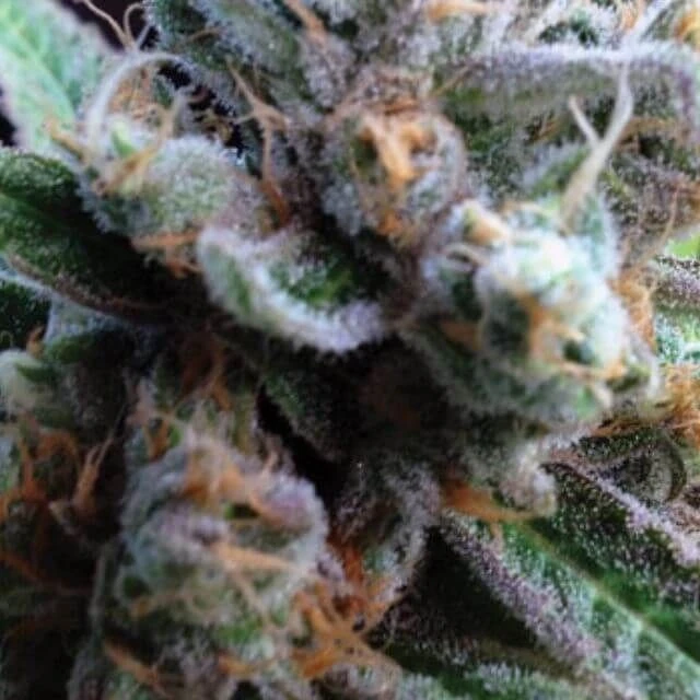 Silver Cheese - 5PACK - Feminised - Big Buddha Seeds 3 Silver Cheese - 5PACK - Feminised - Big Buddha Seeds