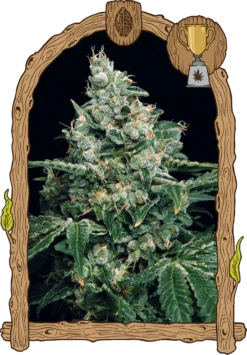 Sir Jack - 5PACK - Feminised - Exotic Seed