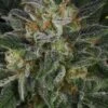 Serious Kush - 6PACK - Feminised - Serious Seeds 1 Serious Kush - 6PACK - Feminised - Serious Seeds -Uitgelichte Plantenzaadwinkel sk1