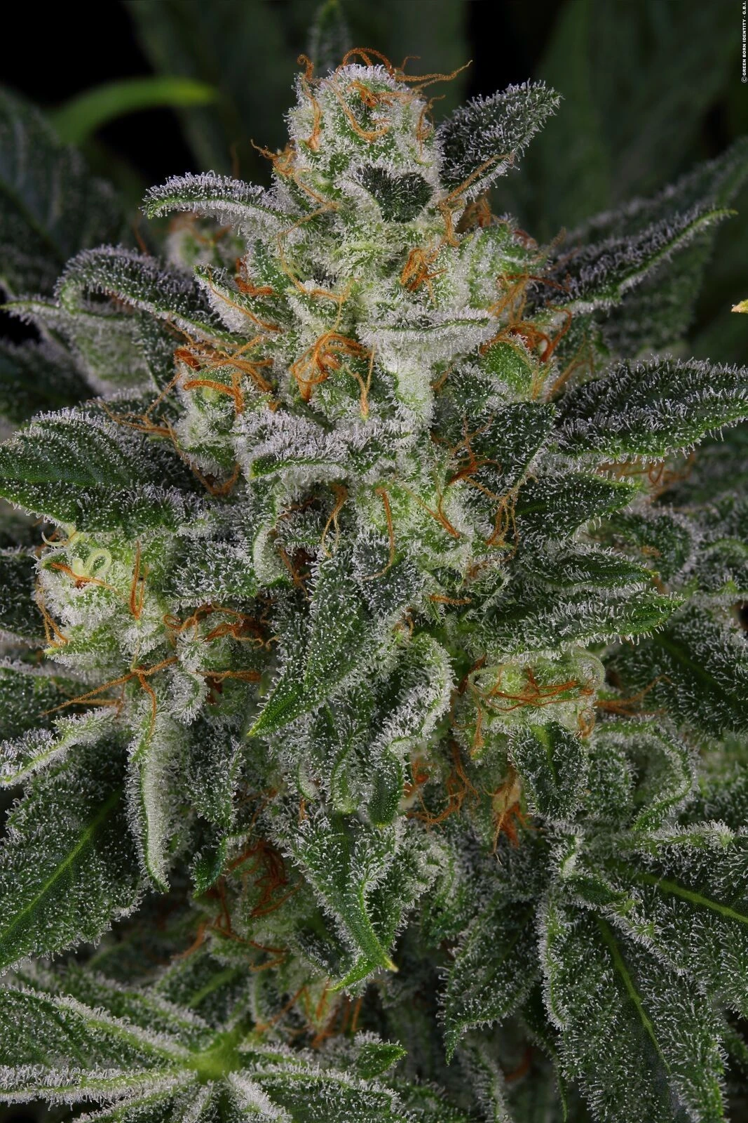 Serious Kush - 6PACK - Feminised - Serious Seeds 3 Serious Kush - 6PACK - Feminised - Serious Seeds