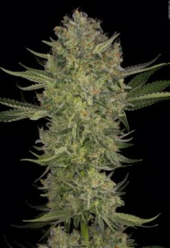 Serious Kush - 6PACK - Feminised - Serious Seeds 7 Serious Kush - 6PACK - Feminised - Serious Seeds -Uitgelichte Plantenzaadwinkel sk2