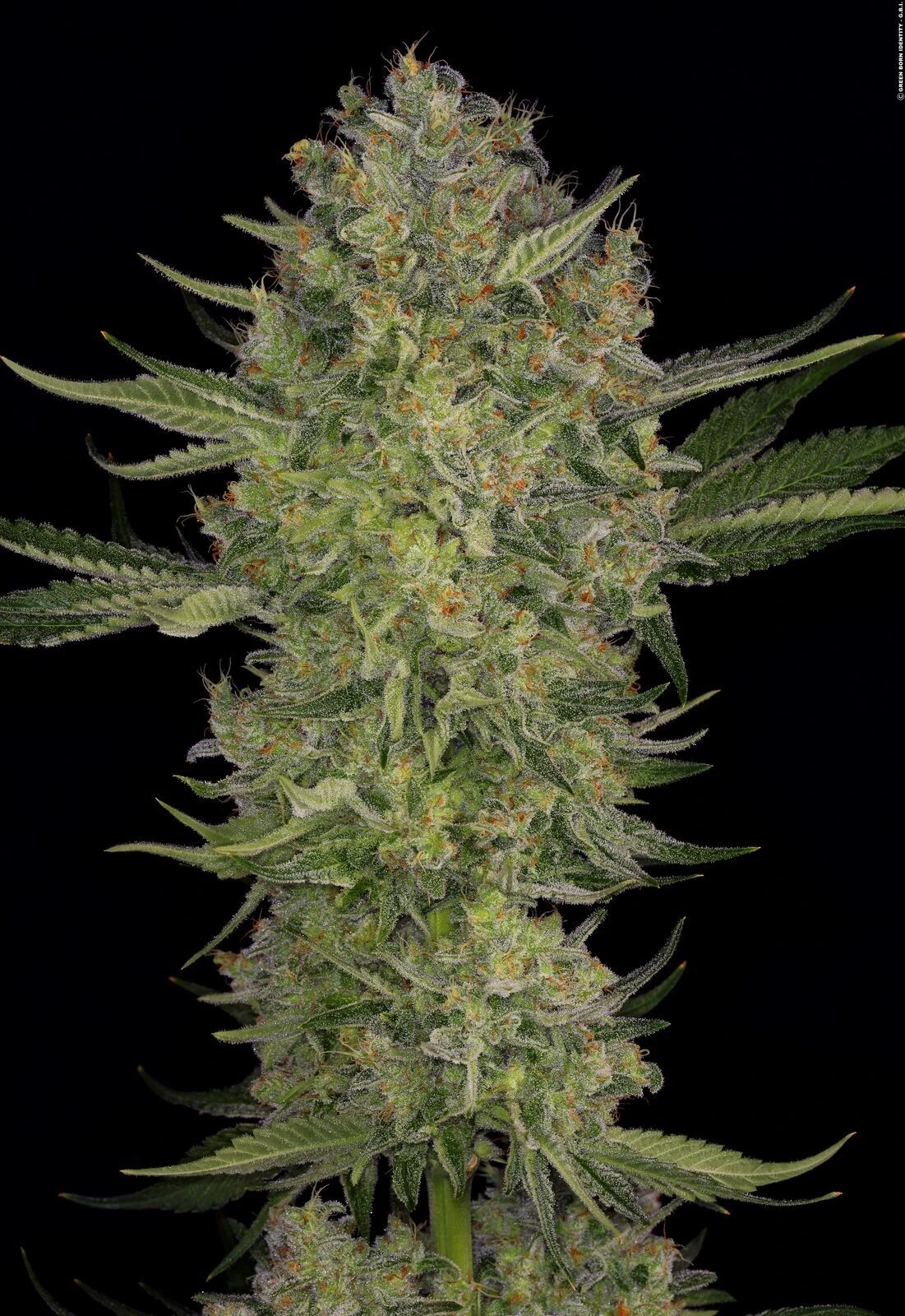 Serious Kush - 6PACK - Feminised - Serious Seeds 4 Serious Kush - 6PACK - Feminised - Serious Seeds - Afbeelding 2