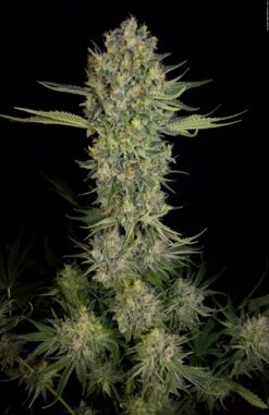 Serious Kush - 6PACK - Feminised - Serious Seeds 9 Serious Kush - 6PACK - Feminised - Serious Seeds -Uitgelichte Plantenzaadwinkel sk3
