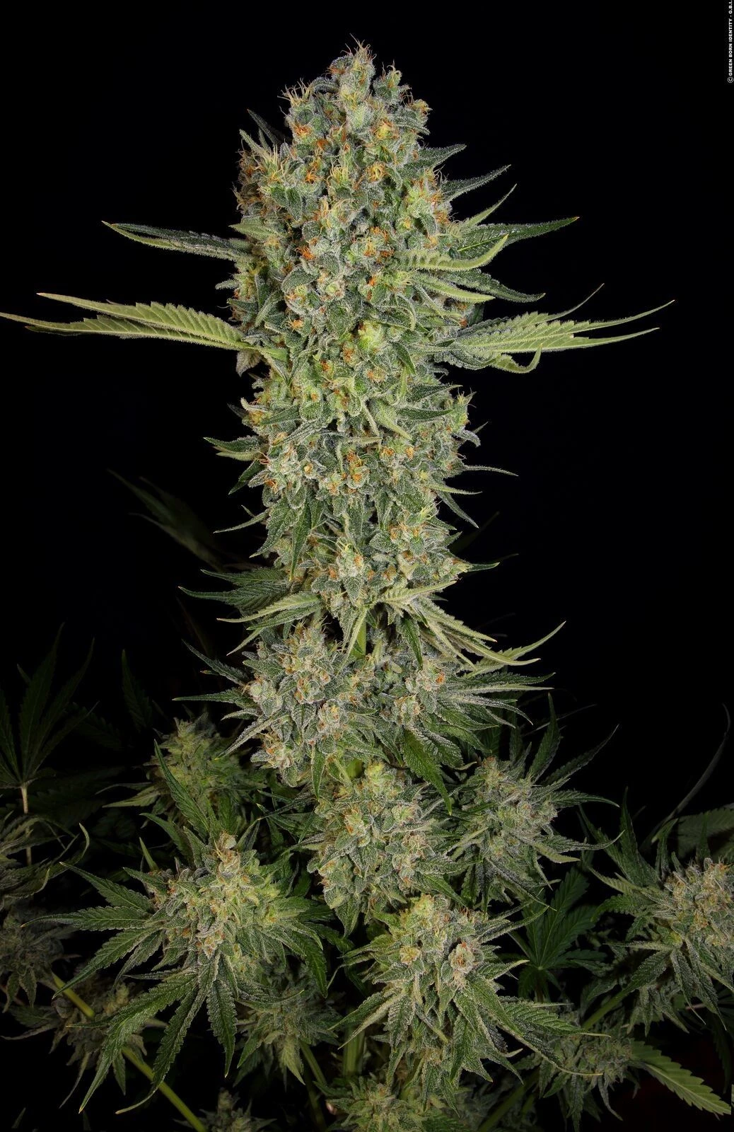 Serious Kush - 6PACK - Feminised - Serious Seeds 6 Serious Kush - 6PACK - Feminised - Serious Seeds - Afbeelding 4