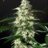 Skunk Auto - 5PACK - Feminised - Green House -Uitgelichte Plantenzaadwinkel skunk auto greenhouse seeds
