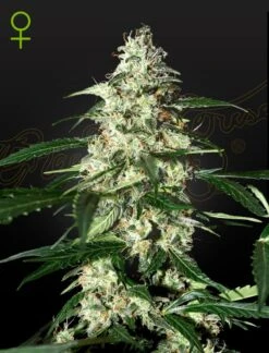 Skunk Auto - 5PACK - Feminised - Green House