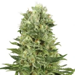 Skunk #1 Automatic - Feminised - White Label