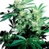 Skunk Kush - Feminised - Sensi Seeds -Uitgelichte Plantenzaadwinkel skunk kush sensi seeds