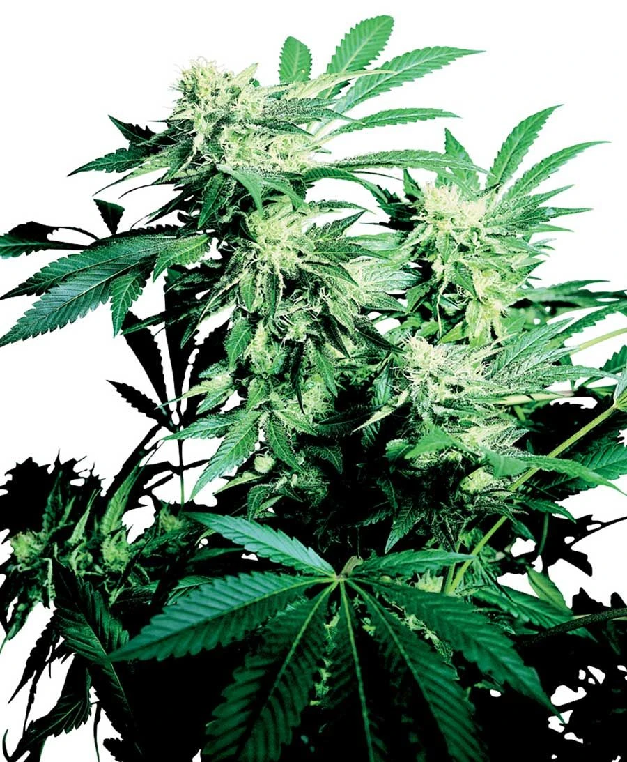 Skunk Kush - Feminised - Sensi Seeds 3 Skunk Kush - Feminised - Sensi Seeds