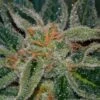 Skunk XXX - 5PACK - Regular - T.H.Seeds