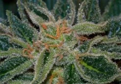 Skunk XXX - 5PACK - Regular - T.H.Seeds