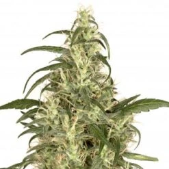 Skunk #11 - Feminised - Dutch Passion