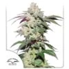 Skywalker Haze - Feminised - Dutch Passion -Uitgelichte Plantenzaadwinkel skywalker haze 2