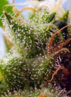 Skywalker OG Runtz XL Auto - 5-pack - Feminised - Sweet Seeds -Uitgelichte Plantenzaadwinkel skywalker og runtz xl auto 1