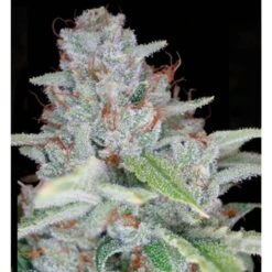 Skywalker Kush - Feminised - Reserva Privada