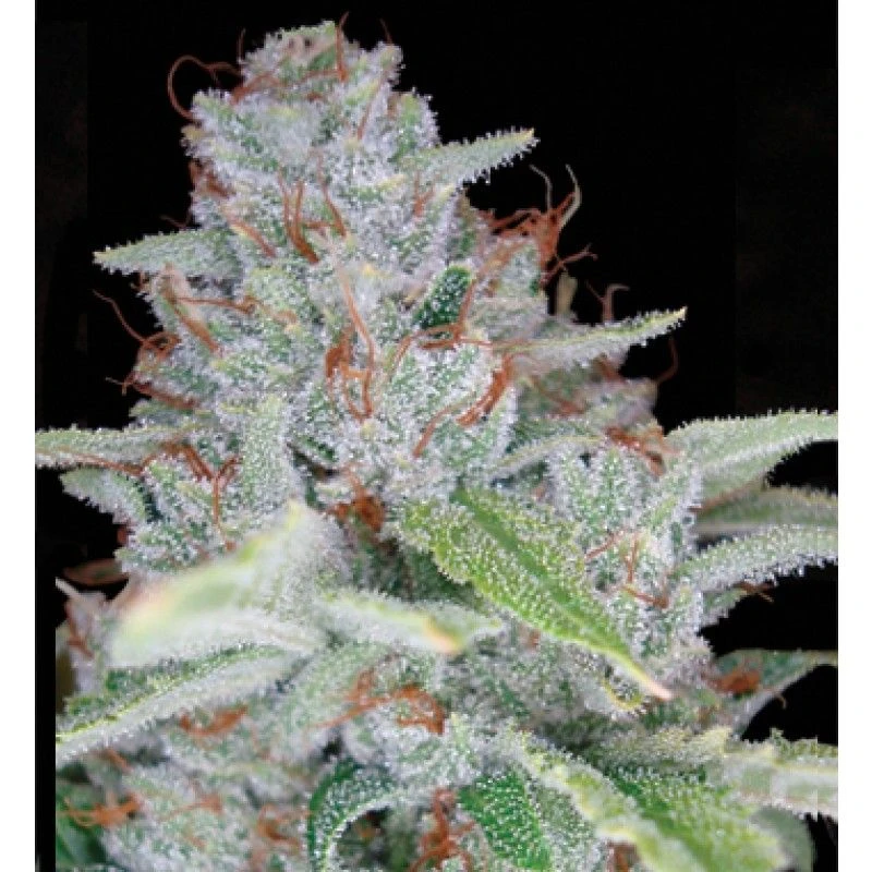 Skywalker Kush - Feminised - Reserva Privada 3 Skywalker Kush - Feminised - Reserva Privada