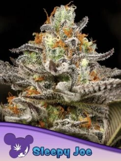 Sleepy Joe - 5-pack - Feminised - Anesia Seeds