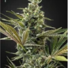 Super Lemon Haze Auto CBD - 5PACK - Feminised - Green House -Uitgelichte Plantenzaadwinkel slha cbd