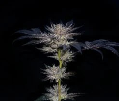 Sliptream - Feminised - Compound Genetics