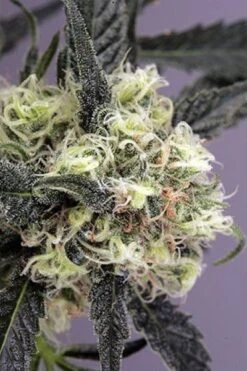 Snowbud - Feminised - Dutch Passion -Uitgelichte Plantenzaadwinkel snow bud feminised seeds 3 asc