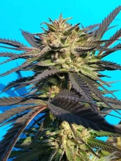 Solar Freeze - 6-pack - Feminised - Staff Selects -Uitgelichte Plantenzaadwinkel solar freeze 2