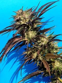 Solar Freeze - 6-pack - Feminised - Staff Selects -Uitgelichte Plantenzaadwinkel solar freeze 4