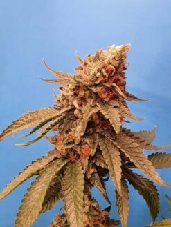 Sole Berry Kush - 6-pack - Feminised - Staff Selects