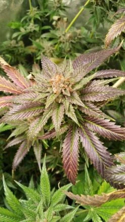 Sole Berry Kush - 6-pack - Feminised - Staff Selects -Uitgelichte Plantenzaadwinkel sole berry kush 3