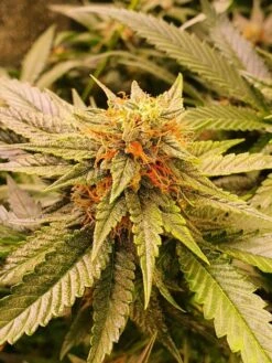 Sole Berry Kush - 6-pack - Feminised - Staff Selects -Uitgelichte Plantenzaadwinkel sole berry kush 4