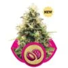 Somango XL - Feminised - Royal Queen Seeds -Uitgelichte Plantenzaadwinkel somango xl feminized
