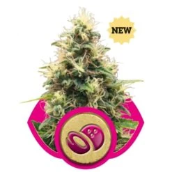Somango XL - Feminised - Royal Queen Seeds