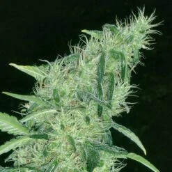 Somango#47 - Feminised - Positronics