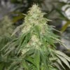 Some Sweet - 5PACK - Feminised - MedicalSeeds -Uitgelichte Plantenzaadwinkel some sweet web