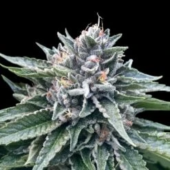 Sorbet 4 - 6PACK - Feminised - DNA Genetics