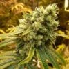 Sour Diesel - Feminised - Nirvana Seeds -Uitgelichte Plantenzaadwinkel sour diesel feminized nirvana seeds
