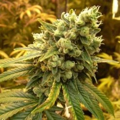 Sour Diesel - Feminised - Nirvana Seeds