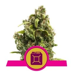 Sour Diesel - Feminised - Royal Queen Seeds -Uitgelichte Plantenzaadwinkel sour diesel royal queen seeds