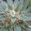 Sour Diesel - Feminised - Loud Seeds -Uitgelichte Plantenzaadwinkel sour diesel 01