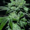 Sour Glue - 5PACK - Feminised - MedicalSeeds -Uitgelichte Plantenzaadwinkel sour glue medical seeds