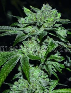 Sour Glue - 5PACK - Feminised - MedicalSeeds