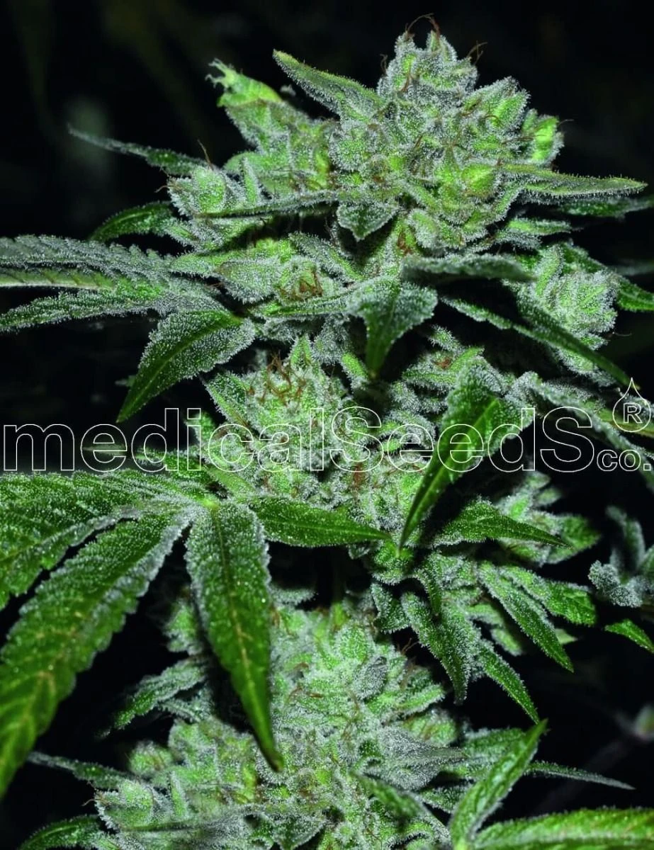 Sour Glue - 5PACK - Feminised - MedicalSeeds 3 Sour Glue - 5PACK - Feminised - MedicalSeeds
