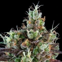 Auto Sour Ripper - 5-pack - Feminised - Ripper Seeds