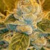 Sour Ripper - 5PACK - Feminised - Ripper Seeds 2 Sour Ripper - 5PACK - Feminised - Ripper Seeds -Uitgelichte Plantenzaadwinkel sour ripper galeria