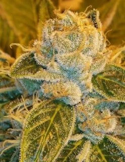 Sour Ripper - 5PACK - Feminised - Ripper Seeds