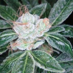 Sour Diesel - Feminised - Reserva Privada 6 Sour Diesel - Feminised - Reserva Privada -Uitgelichte Plantenzaadwinkel sour diesel 2 grande