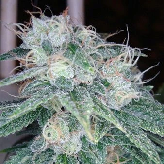 Sour Diesel - Feminised - Reserva Privada 5 Sour Diesel - Feminised - Reserva Privada - Afbeelding 3