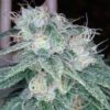 Sour Diesel - Feminised - Reserva Privada -Uitgelichte Plantenzaadwinkel sour diesel grande