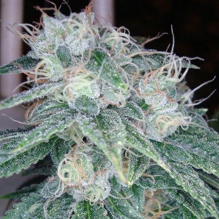 Sour Diesel - Feminised - Reserva Privada 3 Sour Diesel - Feminised - Reserva Privada