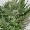 Sour P - Feminised - Resin Seeds -Uitgelichte Plantenzaadwinkel sourp 1