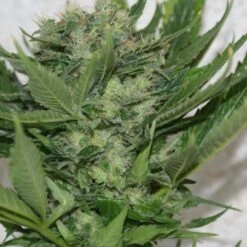 Sour P - Feminised - 5 Pack - Feminised - Resin Seeds
